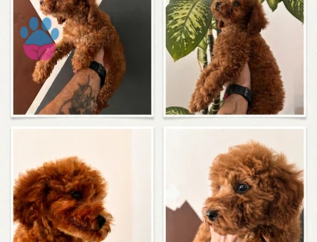 Toy Poodle Dişi Yavru - 6053