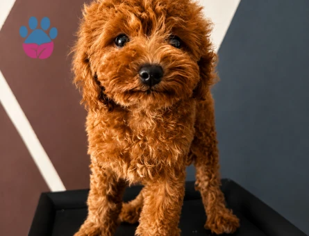 Toy Poodle Dişi Yavru