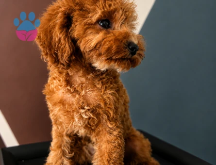 Toy Poodle Dişi Yavru