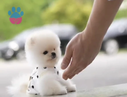 Pomeranian Boo En Mini Boy Teddy Yavrularımız