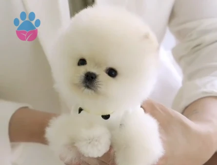 Pomeranian Boo En Mini Boy Teddy Yavrularımız