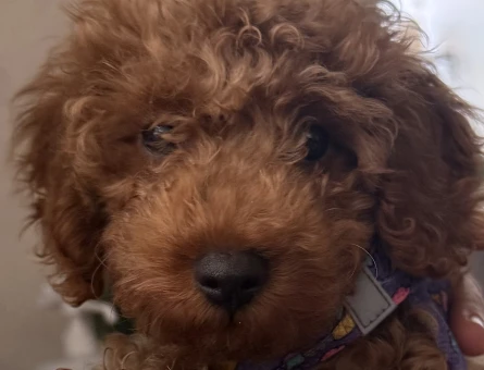 3 Aylık Toy Poodle Bebeklerimiz - 6060