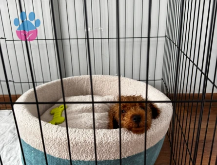 3 Aylık Toy Poodle Bebeklerimiz