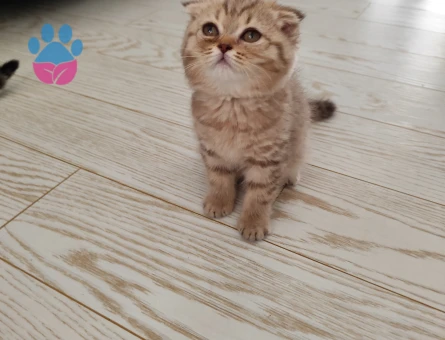 Scottish Longhair 3 Aylık Yuva Arıyor - 6061