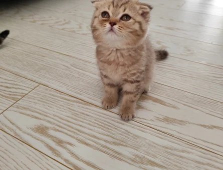 Scottish Longhair 3 Aylık Yuva Arıyor - 6061