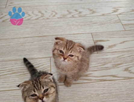 Scottish Longhair 3 Aylık Yuva Arıyor