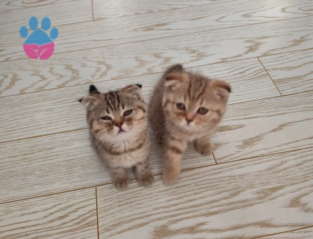 Scottish Longhair 3 Aylık Yuva Arıyor