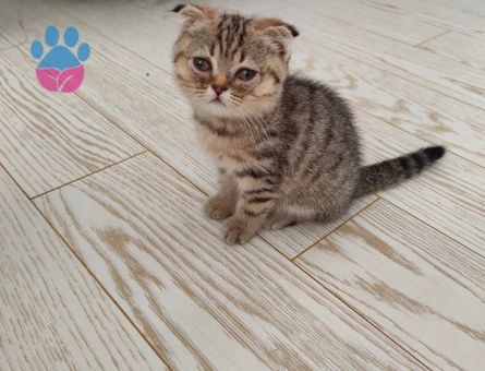 Scottish Longhair 3 Aylık Yuva Arıyor