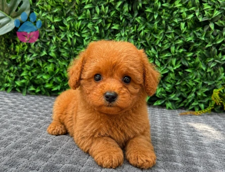 Ruhsatlı Üretimden Toy Poodle Yavrumuz