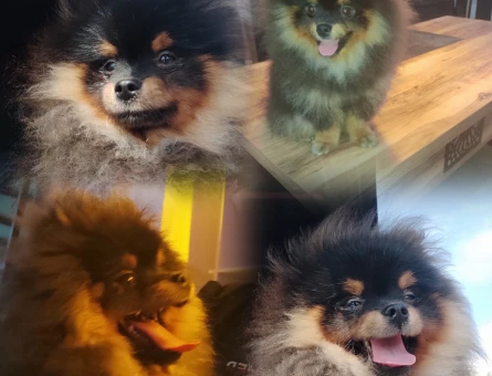 Pomerian Boo - 6066