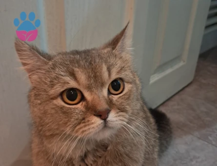 British Shorthair 1 Yaşında Yuva Arıyor