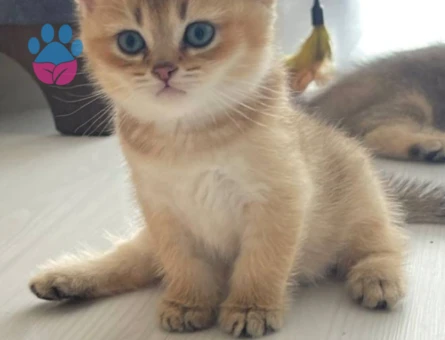 Exotic Shorthair 3 Aylık