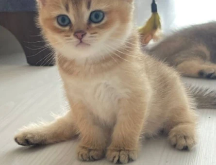Exotic Shorthair 3 Aylık