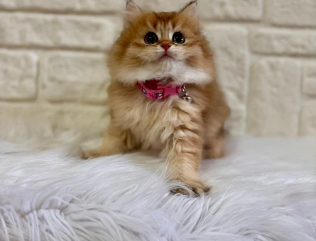 British Shorthair Ayıcık Surat Golden Ny12 Dişi