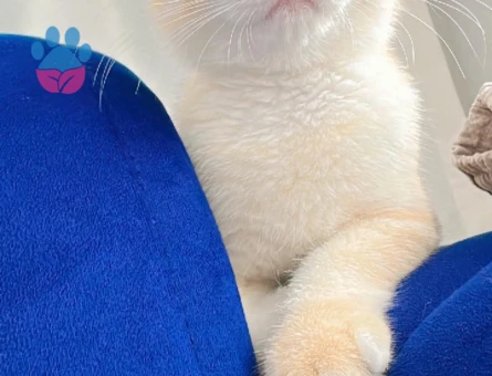 Tarçın kedimize yuva