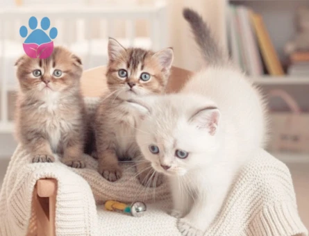 British ve Scottish Shorthair yavrular