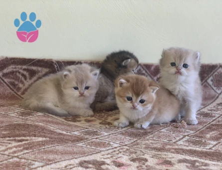 Orjinal Safkan British Yavrular