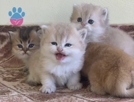 Orjinal Safkan British Yavrular