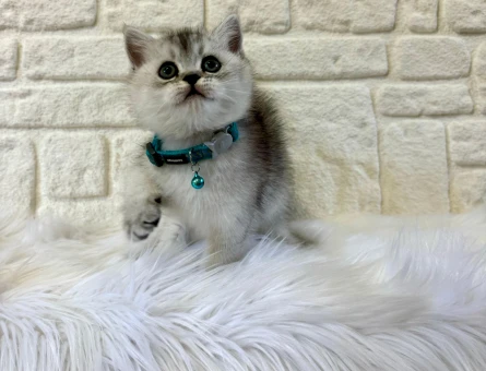 British Shorthair Silver Erkek 2 Aylık