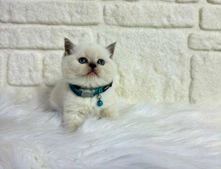 British Shorthair Bluepoint Erkek