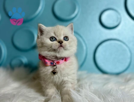 British Shorthair Bluepoint Dişi 2 Aylık