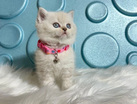British Shorthair Bluepoint Dişi 2 Aylık