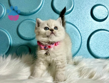British Shorthair Bluepoint Dişi 2 Aylık