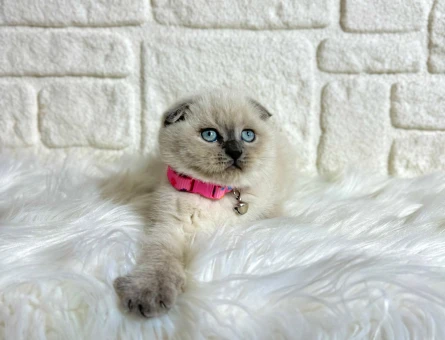 Scottish Fold Dişi Bluepoint