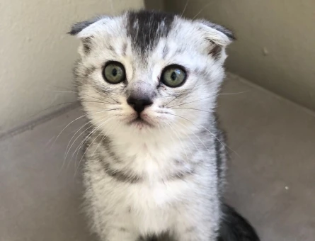 Scotish shorthair