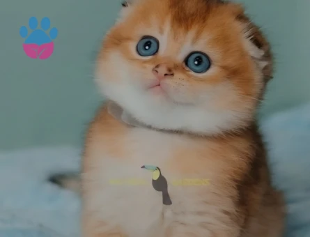 Scotish fold golden ve silver saf kan