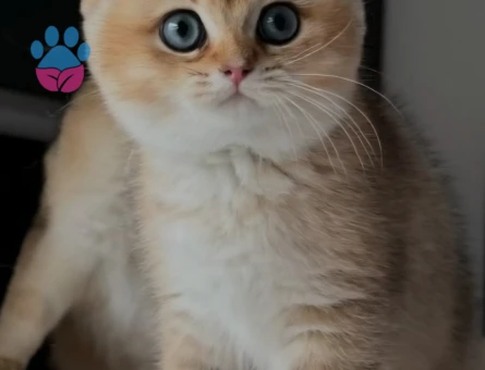 Scotish fold golden ve silver saf kan