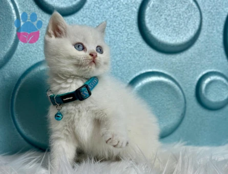 Kar Beyazı British Shorthair 2 Aylık Erkek
