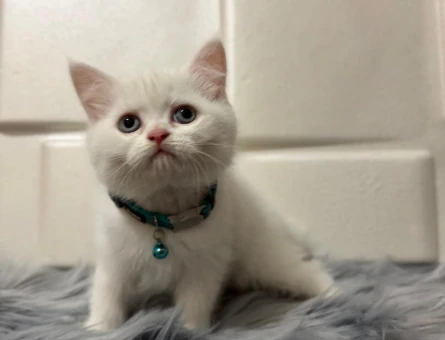 British Shorthair 2 Aylık Pamuk Beyazı Maviş Erkek