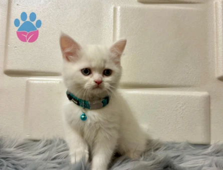 British Shorthair 2 Aylık Pamuk Beyazı Maviş Erkek