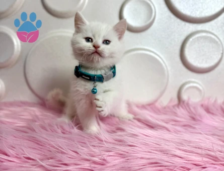 British Shorthair Bembeyaz 2 Aylık Erkek