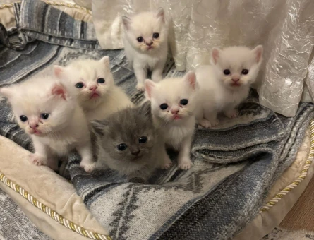 Yavrularımıza Yuva Arıyoruz