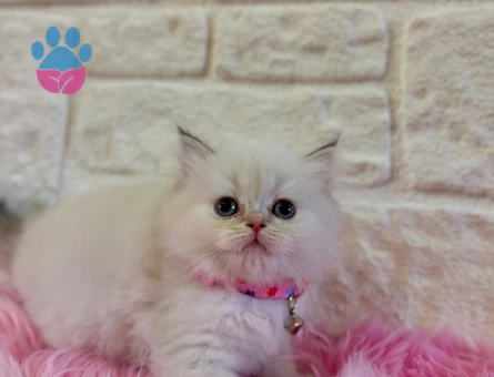 British Shorthair Bluepoint Dişi 2 Aylık