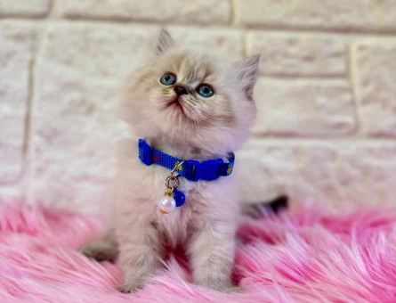 British Longhair Erkek Bluepoint 2 Aylık