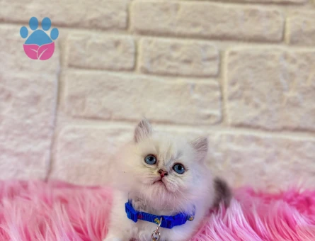 British Longhair Bluepoint Erkek 2 Aylık Maviş Yavrumuz