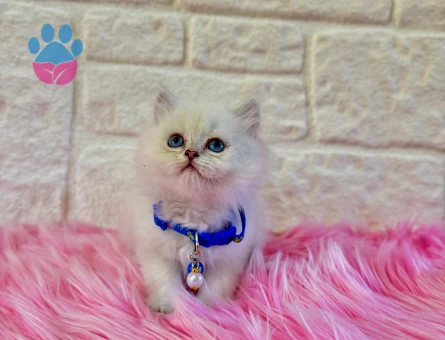 British Longhair Bluepoint Erkek 2 Aylık Maviş Yavrumuz