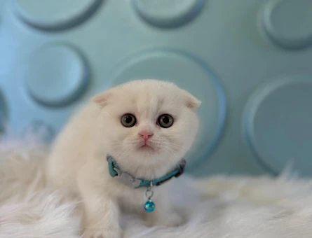Scottish Fold Bembeyaz 2 Aylık Erkek