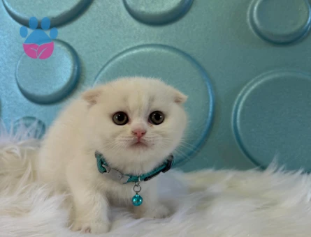 Scottish Fold Bembeyaz 2 Aylık Erkek
