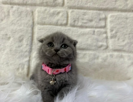 Scottish Fold Gri Dişi 2 Aylık