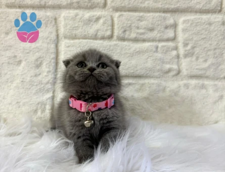 Scottish Fold Gri Dişi 2 Aylık