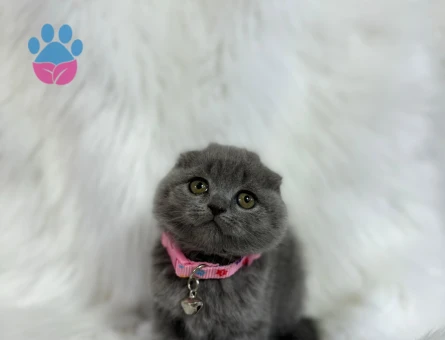 Scottish Fold Gri Dişi Topaç Kafa 2 Aylık
