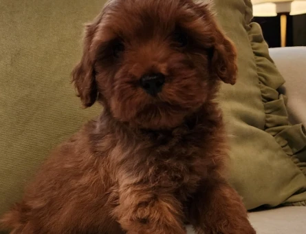 Veteriner teknikerinden kızıl kahve şipşirin maltipoo