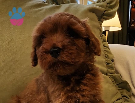 Veteriner teknikerinden kızıl kahve şipşirin maltipoo