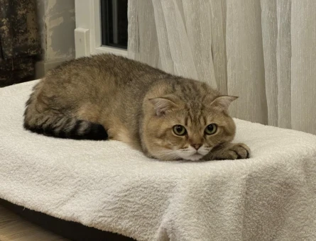 Bu yakışıklıya sıcak bir yuva arıyoruz