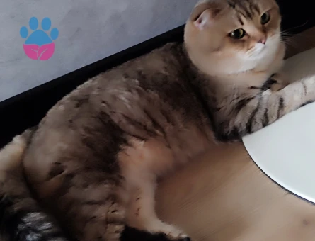 Bu yakışıklıya sıcak bir yuva arıyoruz