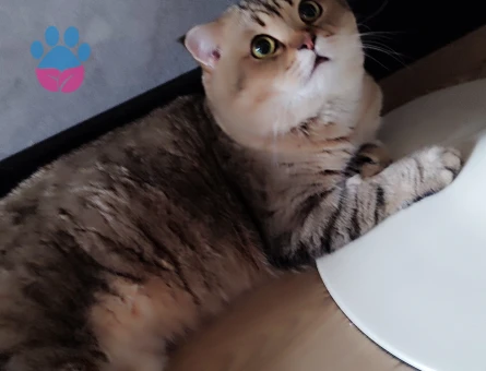 Bu yakışıklıya sıcak bir yuva arıyoruz